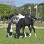 OKINAWA COLOMBIERE - Pouliche Jument Arabe DSA - Noire Homozygote - Haras La Colombiere - 11