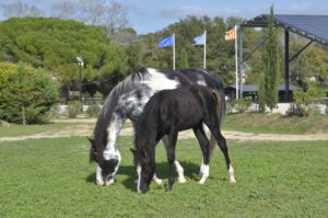 OKINAWA COLOMBIERE - Pouliche Jument Arabe DSA - Noire Homozygote - Haras La Colombiere - 11