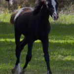 OKINAWA COLOMBIERE - Pouliche Jument Arabe DSA - Noire Homozygote - Haras La Colombiere - 12