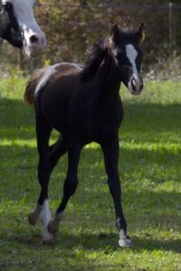 OKINAWA COLOMBIERE - Pouliche Jument Arabe DSA - Noire Homozygote - Haras La Colombiere - 12