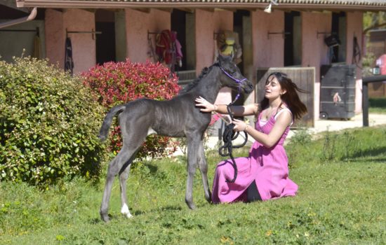 QUALYSSA - Pouliche PSA Pur-Sang Arabe noire - Marina DELVIL - Cheval Jument Arabe - Haras La Colombiere - 101