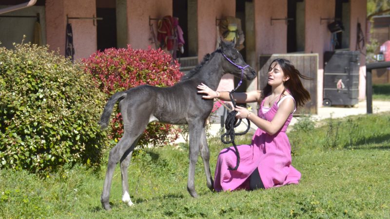QUALYSSA - Pouliche PSA Pur-Sang Arabe noire - Marina DELVIL - Cheval Jument Arabe - Haras La Colombiere - 101