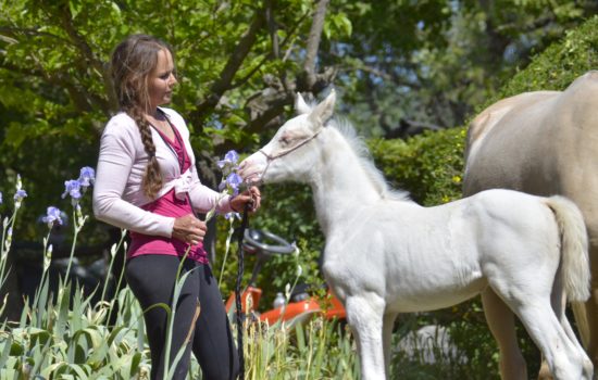QUAMELYA - Pouliche arabe DSA pie-crème - Marina DELVIL - Cheval Jument Arabe - Haras La Colombiere - 103