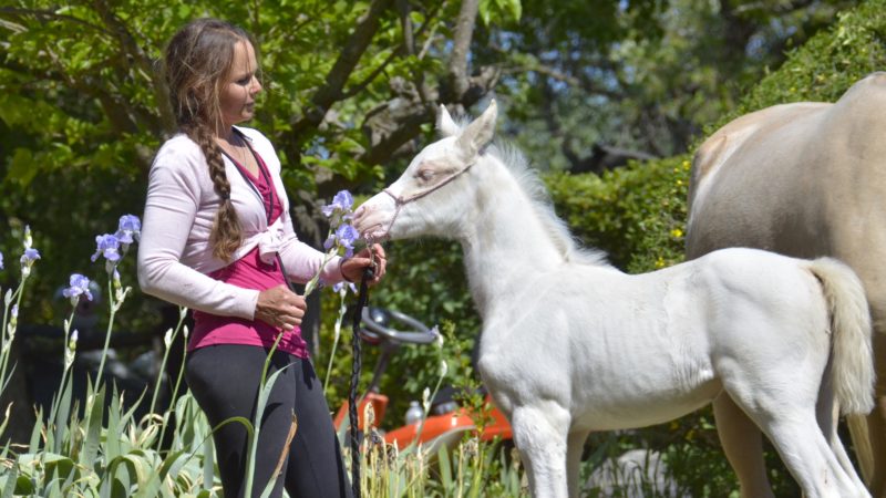 QUAMELYA - Pouliche arabe DSA pie-crème - Marina DELVIL - Cheval Jument Arabe - Haras La Colombiere - 103