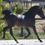 Hamnesia Colombiere - Etalon PSA - Elevage Pur-Sang Arabe Noir Homozygote - Haras La Colombiere - 6
