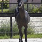 Hamnesia Colombiere - Etalon PSA - Elevage Pur-Sang Arabe Noir Homozygote - Haras La Colombiere - 7