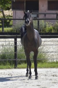Hamnesia Colombiere - Etalon PSA - Elevage Pur-Sang Arabe Noir Homozygote - Haras La Colombiere - 7