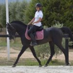 Hamnesia Colombiere - Etalon PSA - Elevage Pur-Sang Arabe Noir Homozygote - Haras La Colombiere - 8 - Marina DELVIL