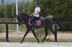 Hamnesia Colombiere - Etalon PSA - Elevage Pur-Sang Arabe Noir Homozygote - Haras La Colombiere - 8 - Marina DELVIL