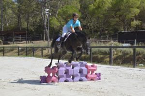 Hamnesia Colombiere - Etalon PSA - Elevage Pur-Sang Arabe Noir Homozygote - Haras La Colombiere - 11