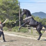 Hamnesia Colombiere - Etalon PSA - Elevage Pur-Sang Arabe Noir Homozygote - Haras La Colombiere - 12 - Marina DELVIL