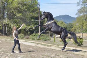 Hamnesia Colombiere - Etalon PSA - Elevage Pur-Sang Arabe Noir Homozygote - Haras La Colombiere - 12 - Marina DELVIL