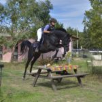 Hamnesia Colombiere - Etalon PSA - Elevage Pur-Sang Arabe Noir Homozygote - Haras La Colombiere - 13