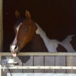 PAINTED MANILA - DSA cheval demi-sang arabe - Pouliche - Haras La Colombiere 11