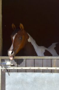 PAINTED MANILA - DSA cheval demi-sang arabe - Pouliche - Haras La Colombiere 11