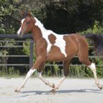 PAINTED MANILA - DSA cheval demi-sang arabe - Pouliche - Haras La Colombiere 7