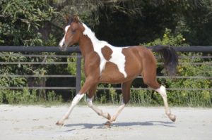 PAINTED MANILA - DSA cheval demi-sang arabe - Pouliche - Haras La Colombiere 7