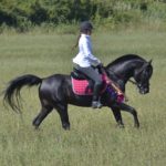 Hamnesia Colombiere - Etalon PSA - Elevage Pur-Sang Arabe Noir Homozygote - Haras La Colombiere - 5 - Marina DELVIL