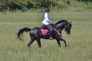 Hamnesia Colombiere - Etalon PSA - Elevage Pur-Sang Arabe Noir Homozygote - Haras La Colombiere - 5 - Marina DELVIL
