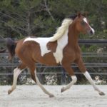 PAINTED MANILA - DSA cheval demi-sang arabe - Pouliche - Haras La Colombiere 4