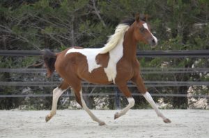PAINTED MANILA - DSA cheval demi-sang arabe - Pouliche - Haras La Colombiere 4