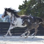 OKINAWA COLOMBIERE - Pouliche Jument Arabe DSA - Noire Homozygote - Haras La Colombiere - 1