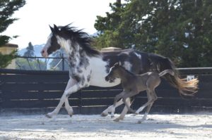 OKINAWA COLOMBIERE - Pouliche Jument Arabe DSA - Noire Homozygote - Haras La Colombiere - 1