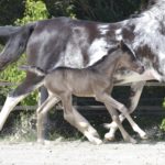 OKINAWA COLOMBIERE - Pouliche Jument Arabe DSA - Noire Homozygote - Haras La Colombiere - 5