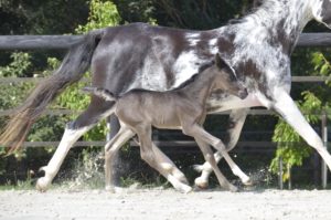 OKINAWA COLOMBIERE - Pouliche Jument Arabe DSA - Noire Homozygote - Haras La Colombiere - 5