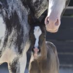 OKINAWA COLOMBIERE - Pouliche Jument Arabe DSA - Noire Homozygote - Haras La Colombiere - 2