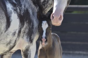OKINAWA COLOMBIERE - Pouliche Jument Arabe DSA - Noire Homozygote - Haras La Colombiere - 2