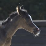 OKINAWA COLOMBIERE - Pouliche Jument Arabe DSA - Noire Homozygote - Haras La Colombiere - 3