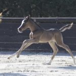 OKINAWA COLOMBIERE - Pouliche Jument Arabe DSA - Noire Homozygote - Haras La Colombiere - 4