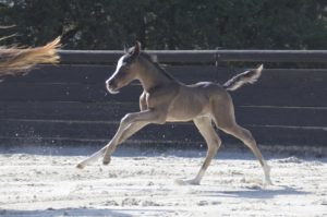 OKINAWA COLOMBIERE - Pouliche Jument Arabe DSA - Noire Homozygote - Haras La Colombiere - 4